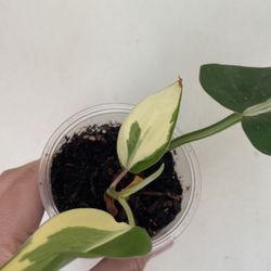 Beautiful Philodendron Rio Sport Plant