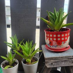 Plants For Sale