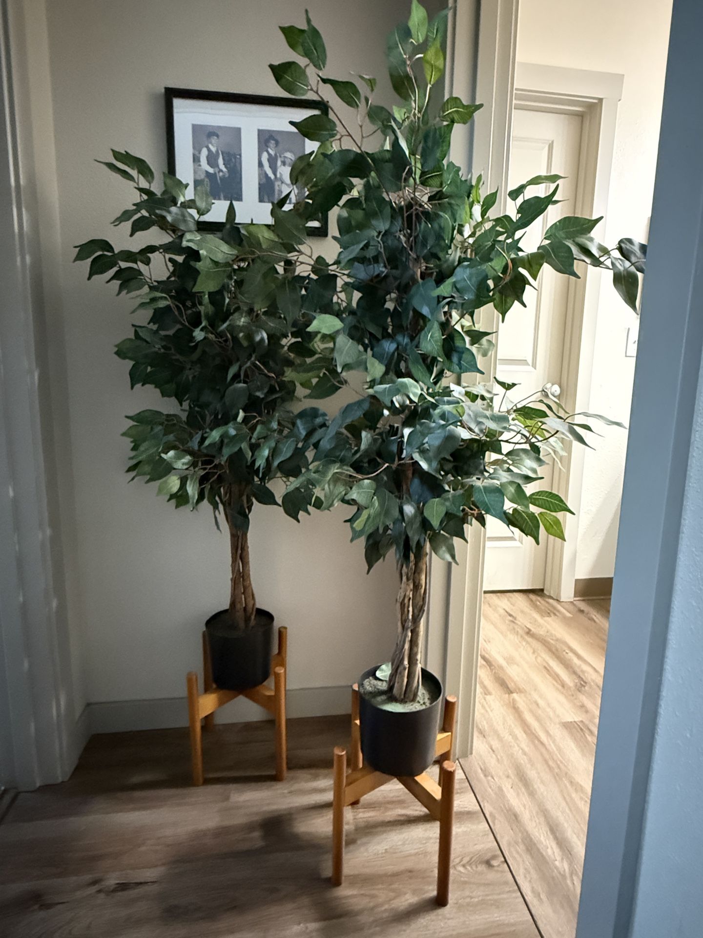(2) Faux Ficus Trees w/ Wooden Mid-Century Stands – 5ft