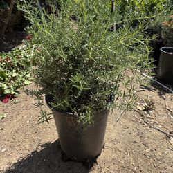 Rosemary 5 Gal (very Full)
