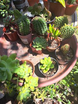 Cactus Y Suculentas