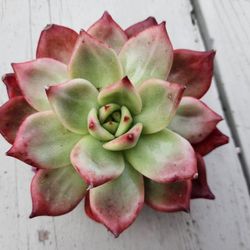 PLANT AND POT SALE ON SUNDAY FROM 1PM TO 430 PM SAN LORENZO