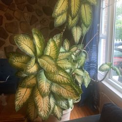 Dumb Cane Plant
