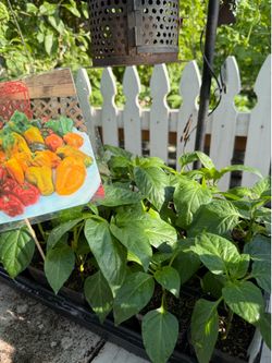🫑 BIG BEAUTIFUL ORGANIC BELL PEPPER PLANTS! 🫑