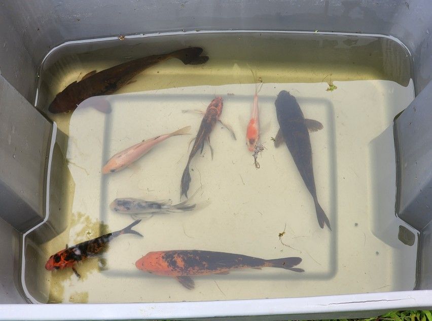 Japanese Koi Fish Lot Of 8 Koi Fish 4-8in Standard & Butterfly Fin Pond Fish