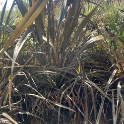 Phormium plant