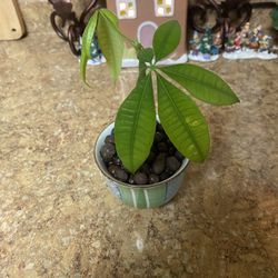 Money Tree Cutting With Healthy Roots 