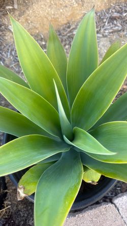 5 Gallon Foxtail Agave