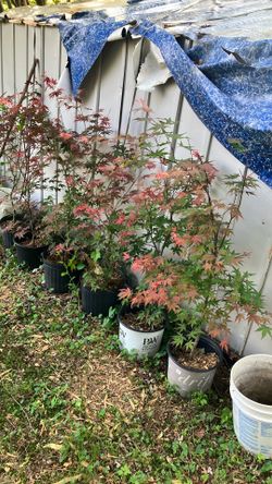 Japanese red maple trees potted 4ft + tall