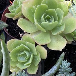 Succulents Plants 4”pot 