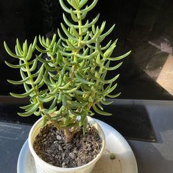 Miniature Pine Tree