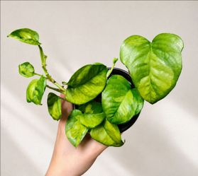 Epipremnum Aureum 'Global Green' Pothos
