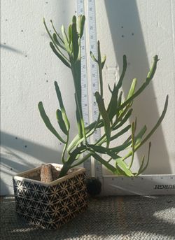 Cactus/Succulent SEE OTHER OFFERS