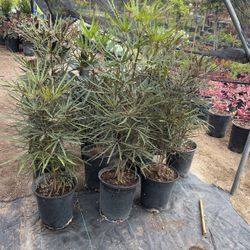 Partial Shade Plants