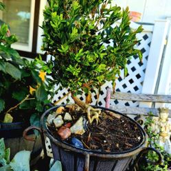 4 Yr Old Bonsai Tree 