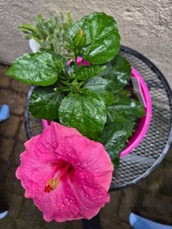 Plant 🌷