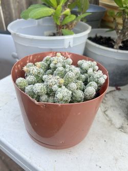 Cactus Plant