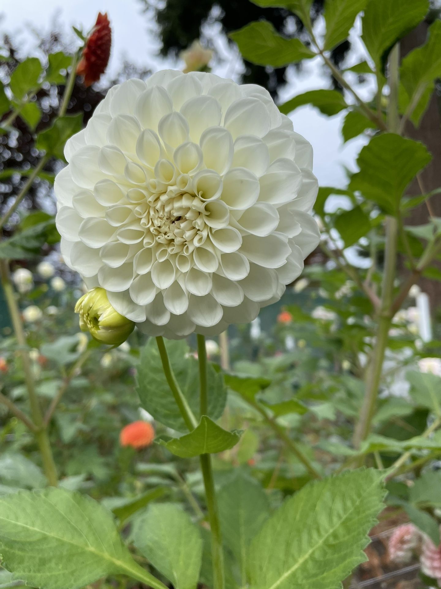 Wedding dahlias White, Blush And Pink Dahlias