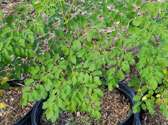 Organic Moringa Tree
