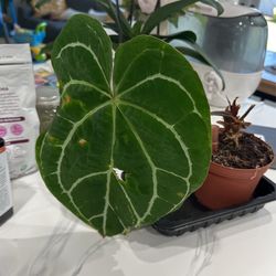 anthurium crystallinum