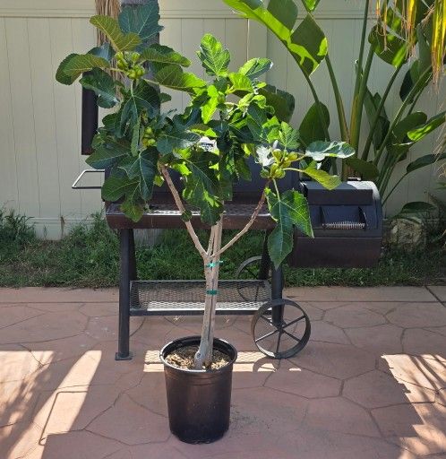 Tiger Stripe Panache Fig Tree