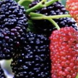 Black Mulberry & Many Other Plants 