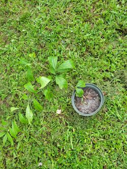 ORAPRONOBIS/ PRAY FOR US PLANT FOR SALE