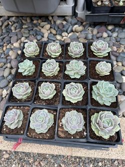 Lola Succulent Plants