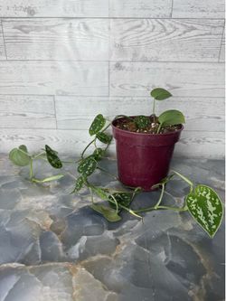 Scindapsus- Indoor Houseplant
