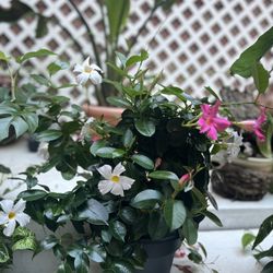 Brazilian Jasmine Plant 