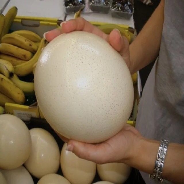 OSTRICH HATCHING EGGS