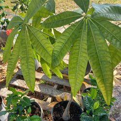 Money Tree