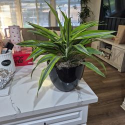 Drecaina Lemonlime  9INCH CERAMIC POT .