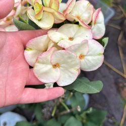 Corona De Cristo Watermelon- Montana De Mariposas