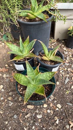 Small aloe