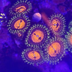 Hallucinations Zoas Located In Menifee 