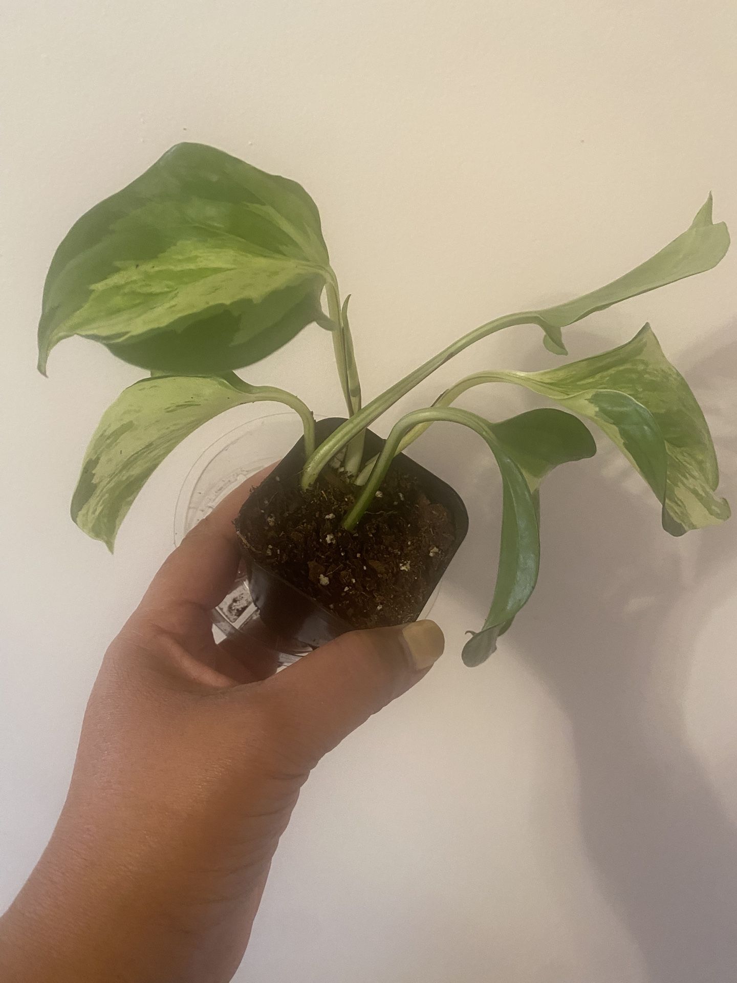 The Manjula pothos in 4” pot