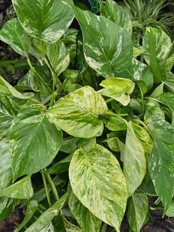 XL Marble Queen houseplants live