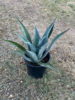 Standalone Agave Plant