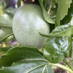 Passion Fruit Vine $40 