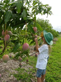 Haden Mango Tree