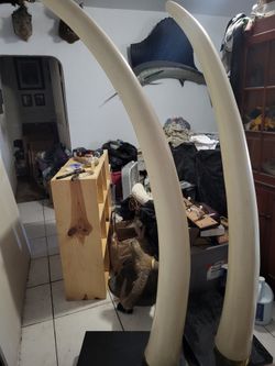 REPLICA ELEPHANT TUSKS