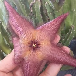  Starfish Succulent 🌵 Stapelia grandiflora