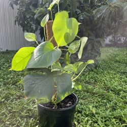 Young Monstera And Pothos Vine