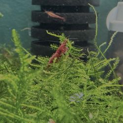 Christmas Moss For Freshwater Aquariums