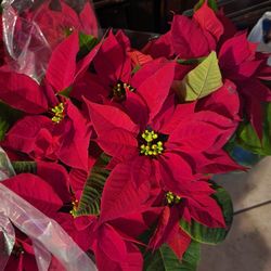 poinsettia