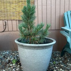 Pine Tree In Plastic Pot