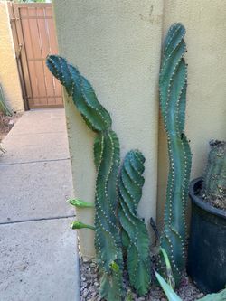 Spiral Peruvian Apple Cactus Cuttings for Rooting
