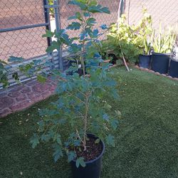 Three Years Old Mulberry Trees 4 Feet Height 