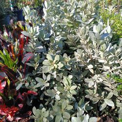 Silver Buttonwood Privacy Hedge Plants 3gl $6🌿🌿